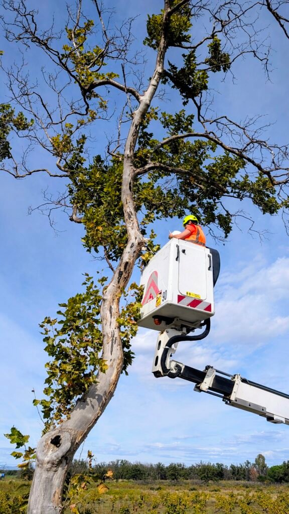 Nacelle, abattage, arbres, chiroptères