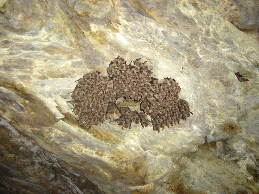 Colonie de Minioptère de Schreibers