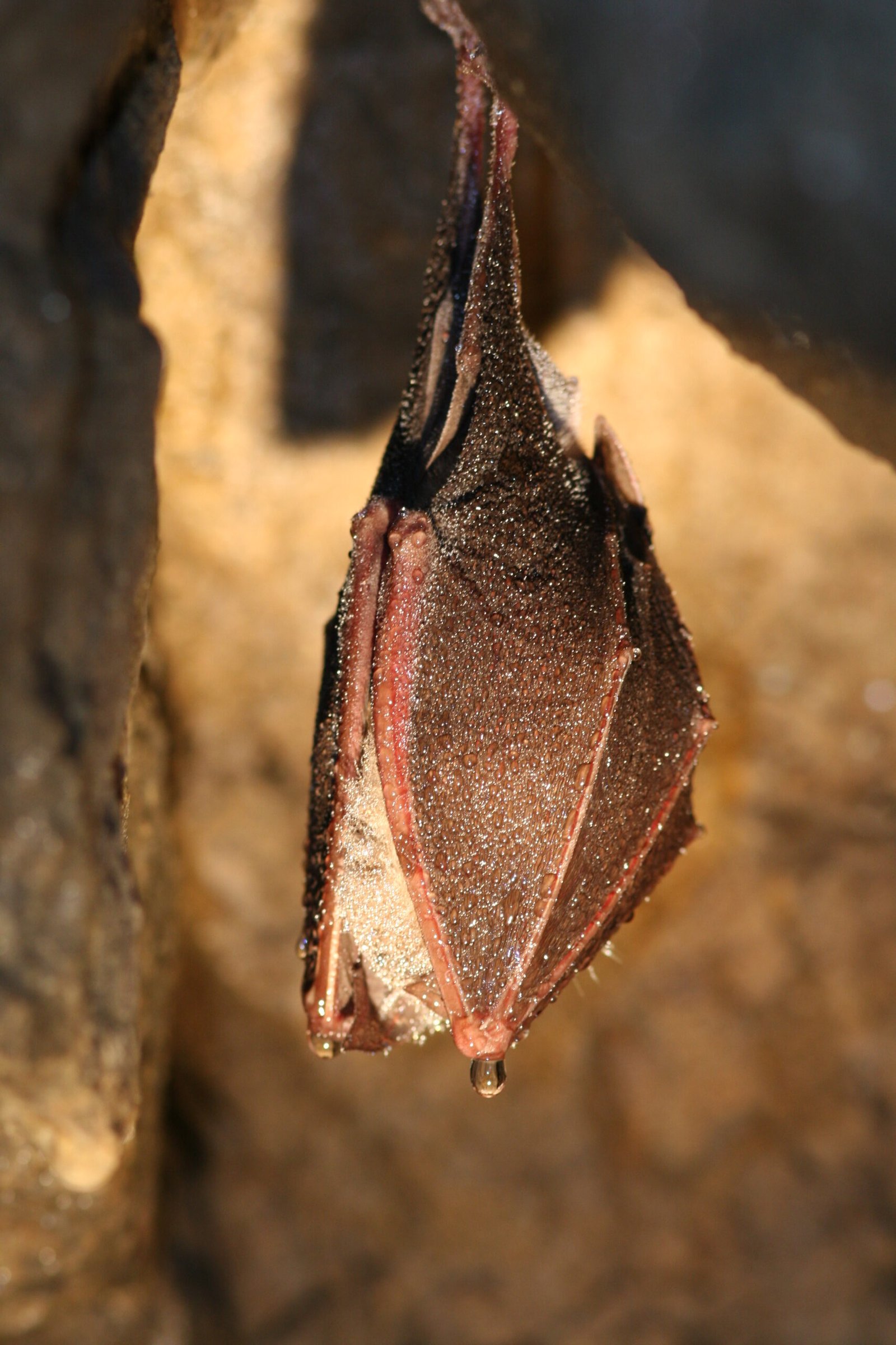 Photo d'un Grand Rhinolophe en léthargie hivernale