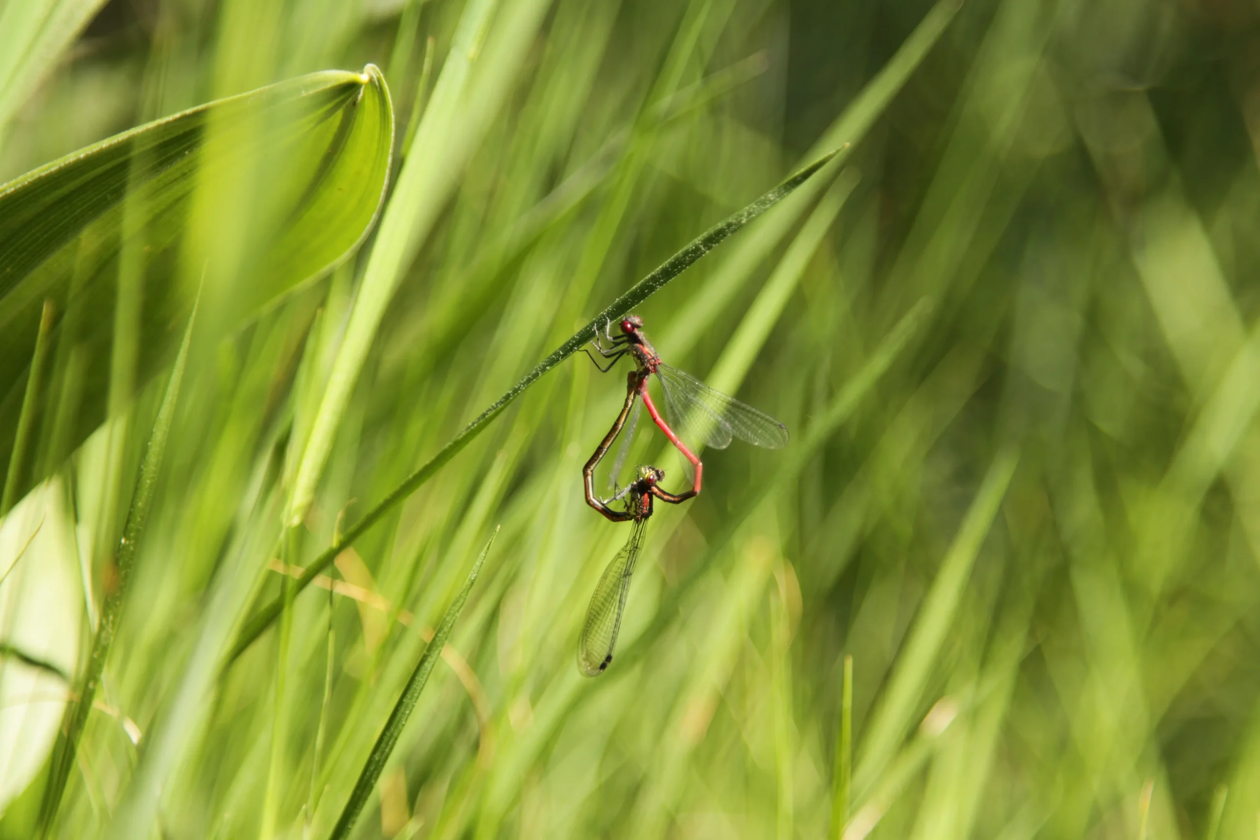 Photo d'un accouplement de libellules en forme de coeur