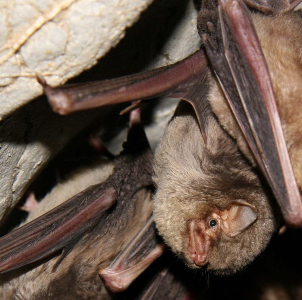 Minioptère de Schreibers au sein d'une colonie