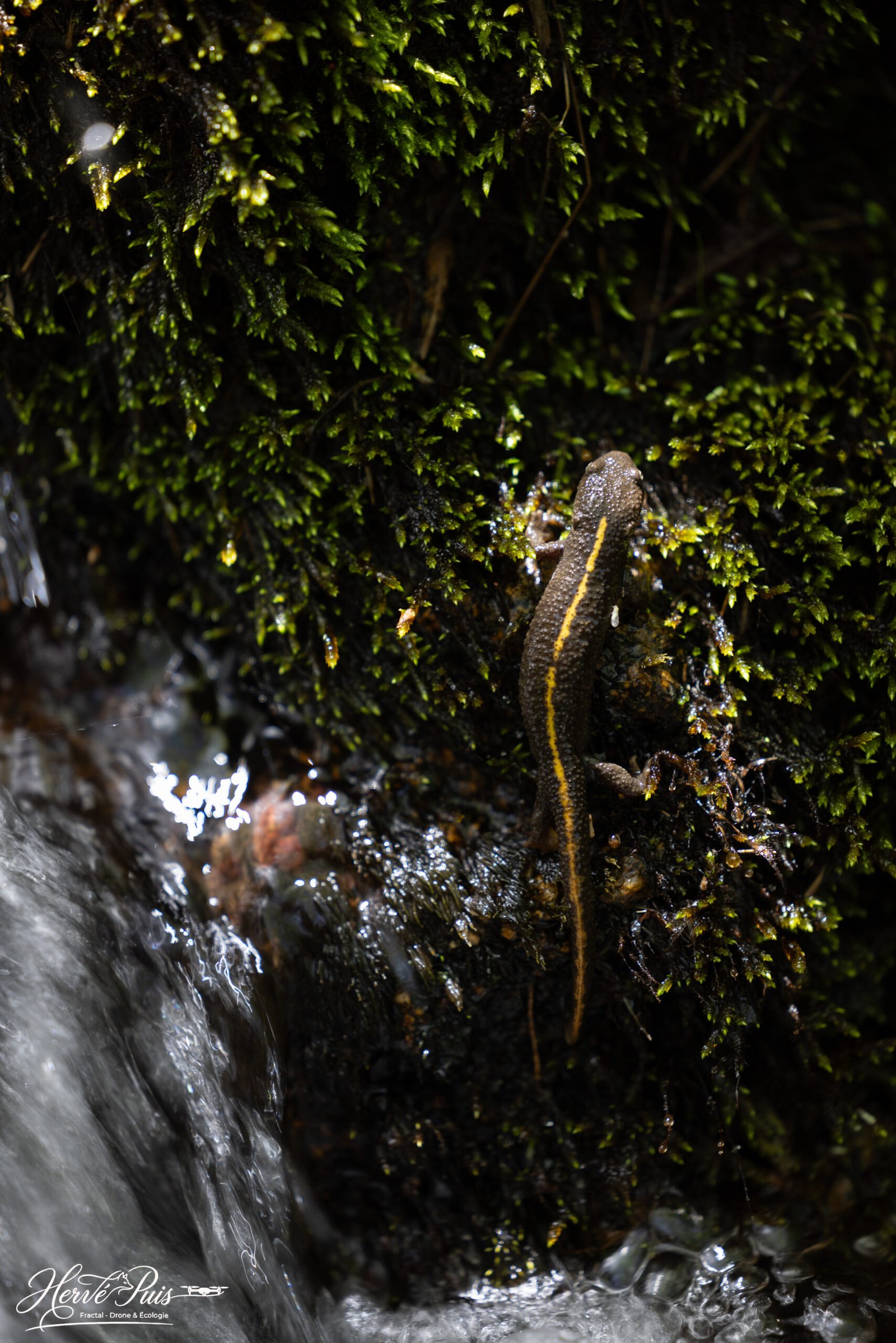 Photo d'un Calotriton des Pyrénées, espèce endémique de la chaine des Pyrénées