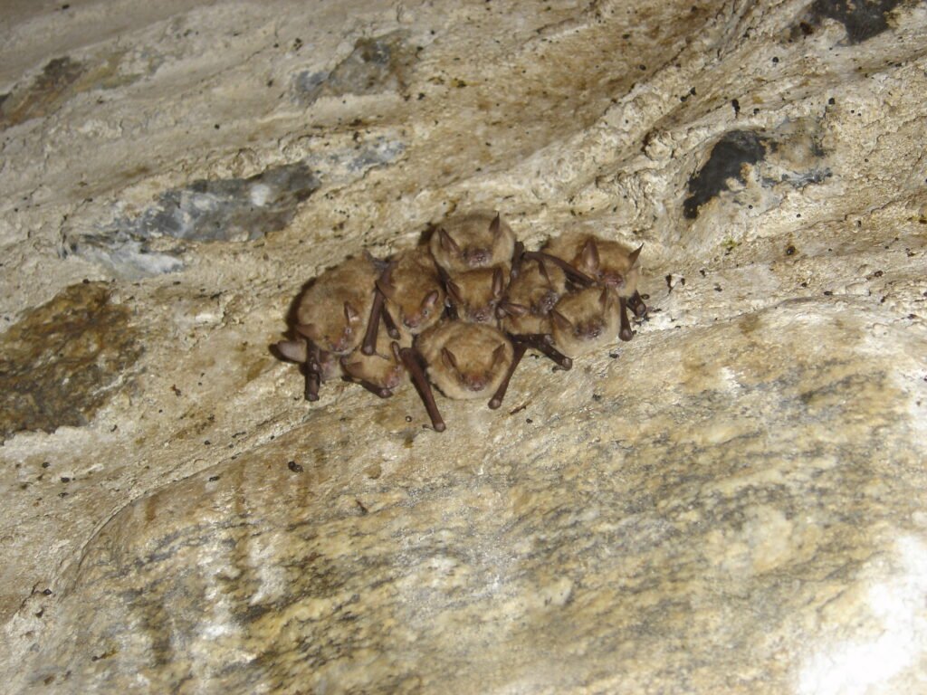 Colonie de Murins à oreilles échancrées