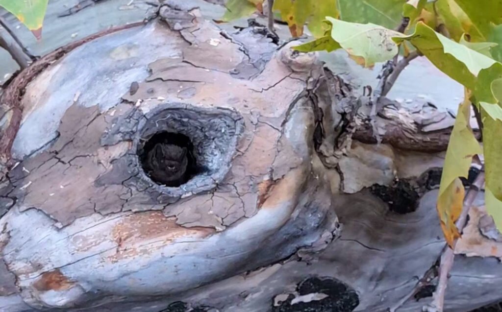 Sortie de gîte arboré d'une Noctule de Leisler