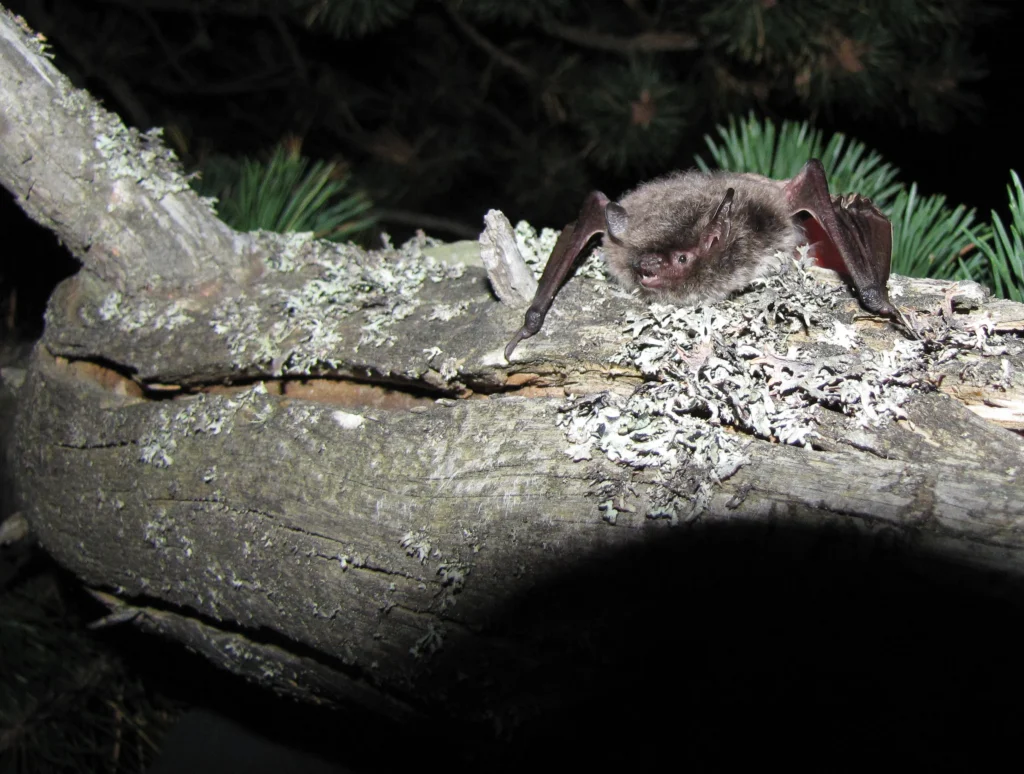 Vespère de savii posée sur un tronc pour relaché