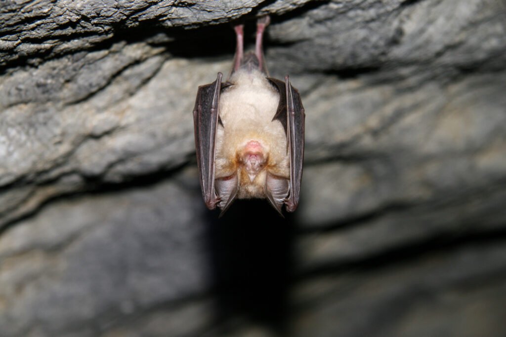 Individu de Rhinolophe euryale au repose dans une grotte